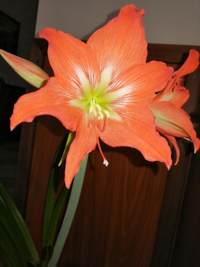 Kolpinghaus Bed & Breakfast Caransebeş Екстериор снимка