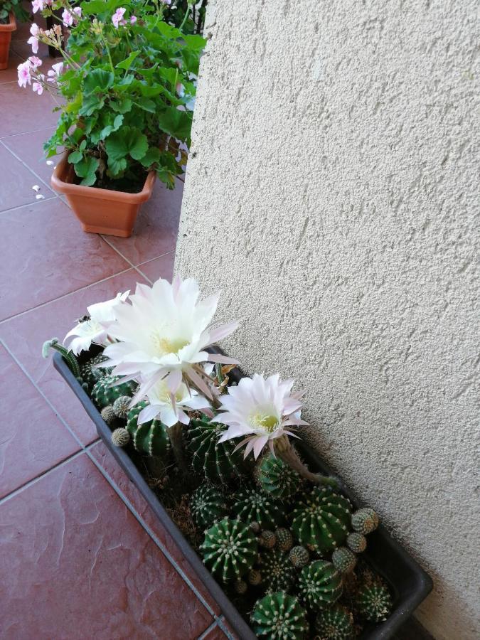 Kolpinghaus Bed & Breakfast Caransebeş Екстериор снимка